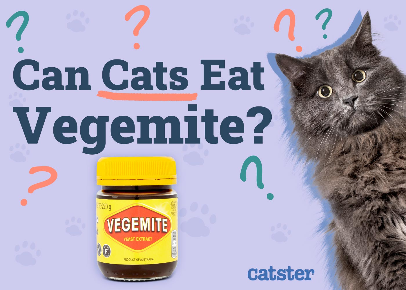 Can Cats Eat Vegemite? Vet Reviewed Facts & Advice