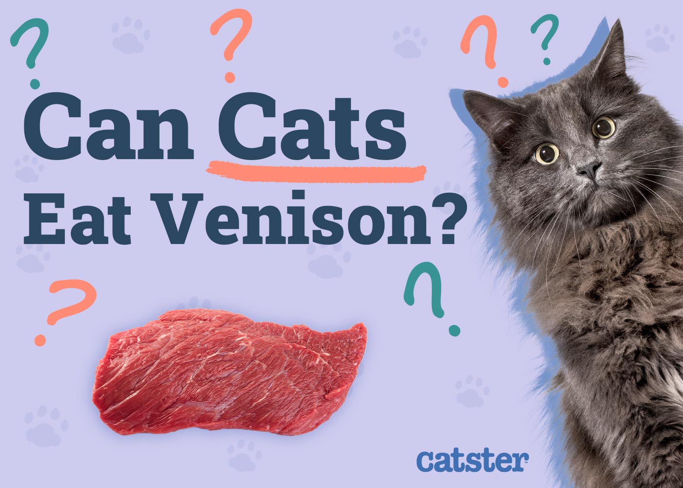 Can Cats Eat Venison? Important Facts & Health Guidelines