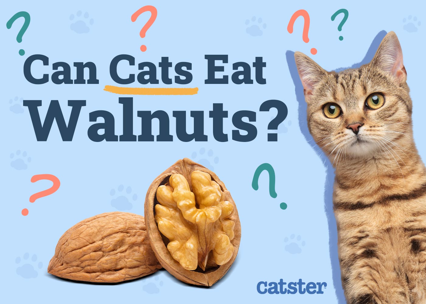 Can Cats Eat Walnuts? Vet Approved Facts & FAQ