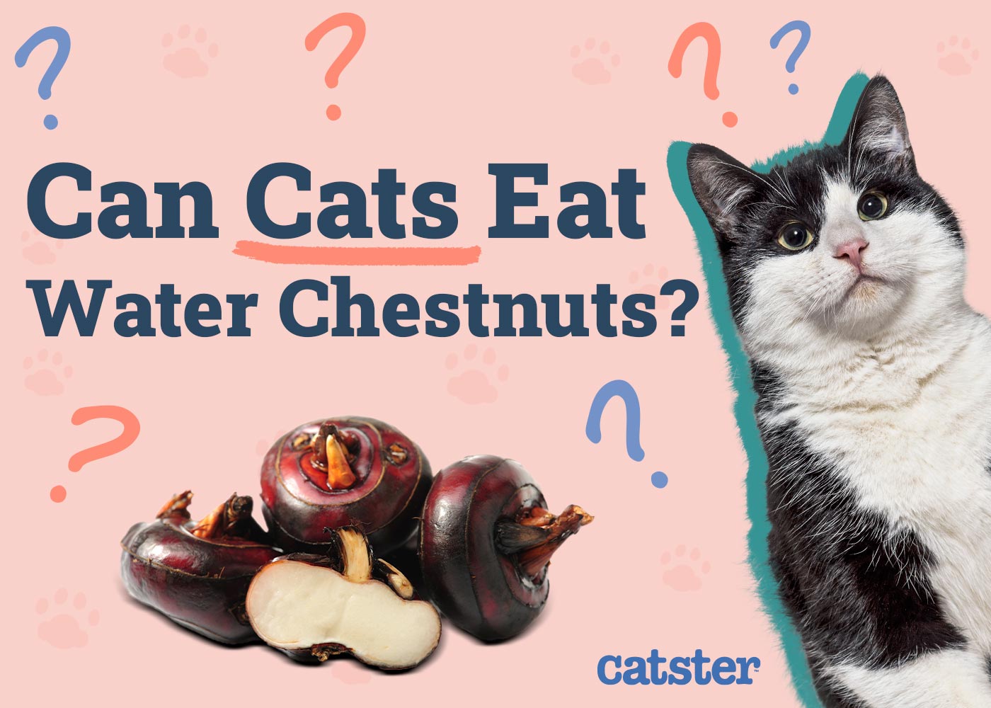 Can Cats Eat Water Chestnuts? Vet-Approved Nutrition Facts & FAQ