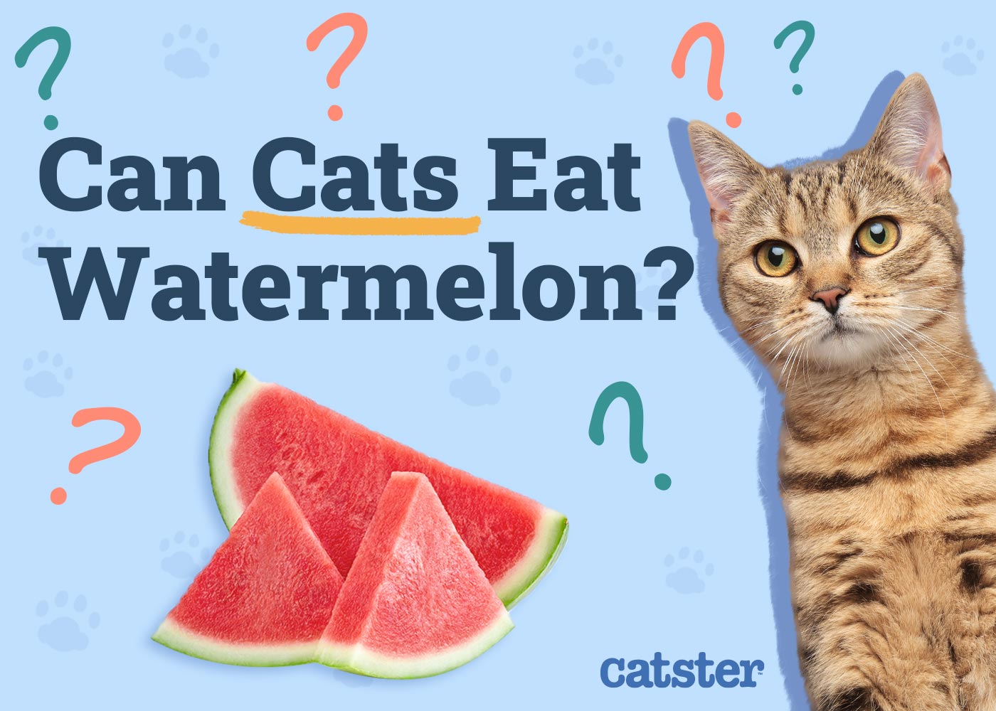 Can Cats Eat Watermelon? Vet Approved Nutrition Facts & FAQ