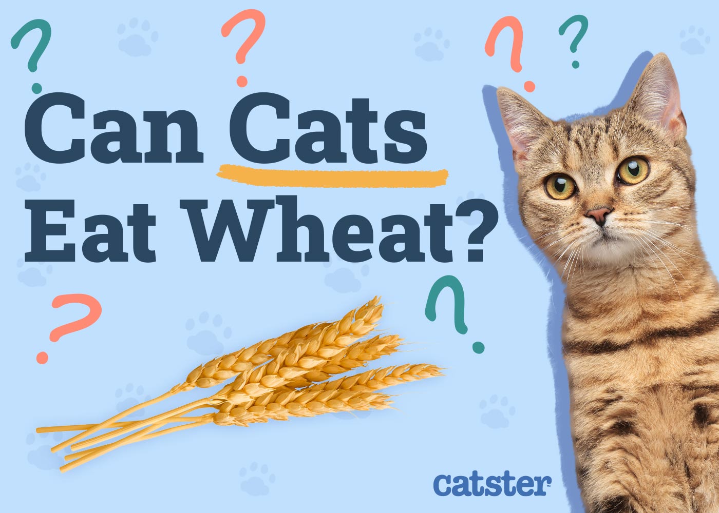 Can Cats Eat Wheat? Vet Approved Nutrition Facts & FAQ