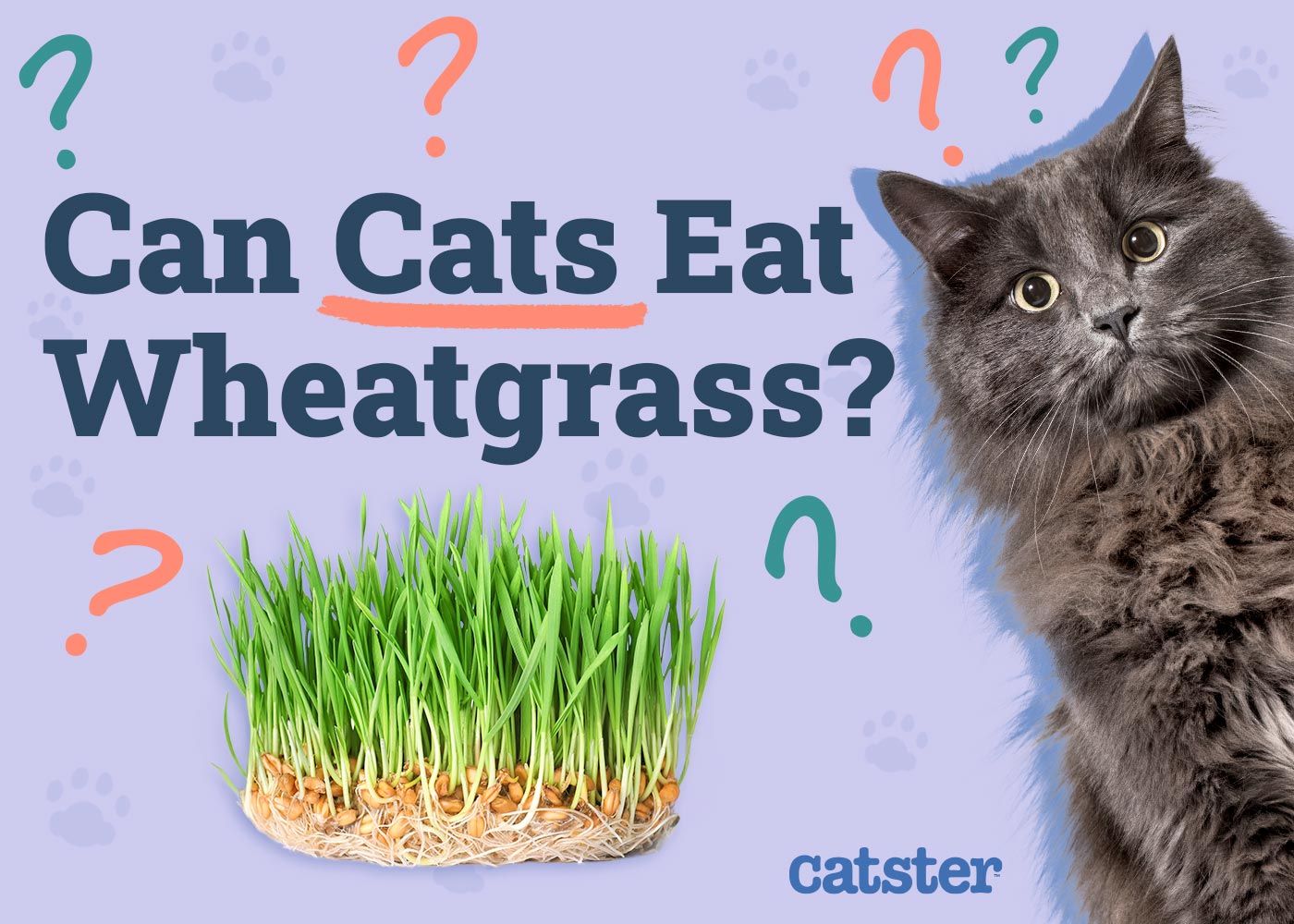 Can Cats Eat Wheatgrass? Vet-Reviewed Benefits & Facts