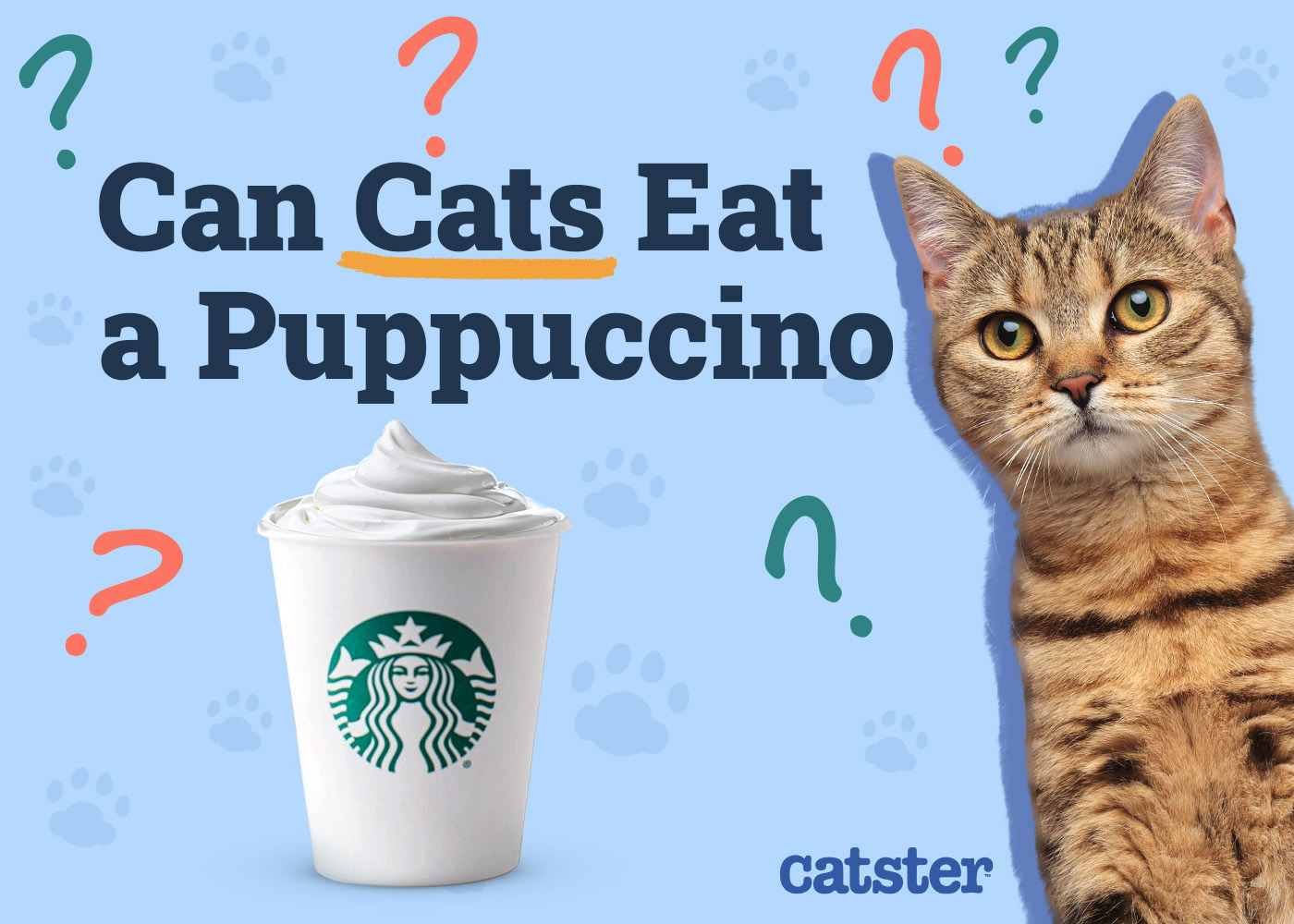 Can Cats Eat a Puppuccino (Pup Cups) From Starbucks? Vet-Verified Nutritional Info