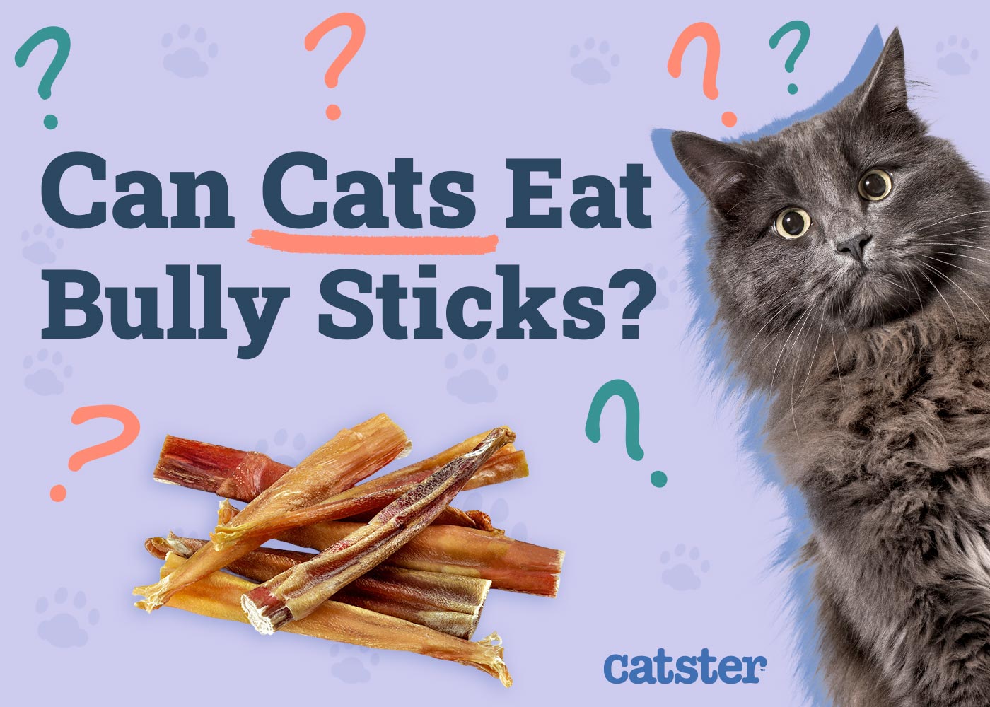 Can Cats Eat Bully Sticks? Vet Approved Nutrition Advice
