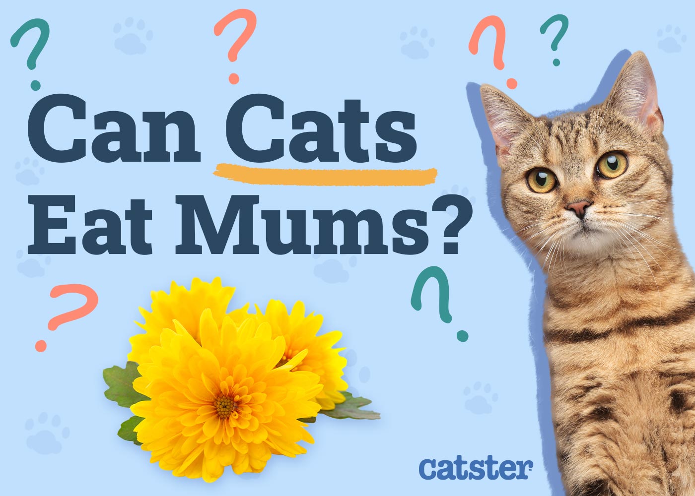 Can Cats Eat Mums? Vet-Approved Risks & FAQ