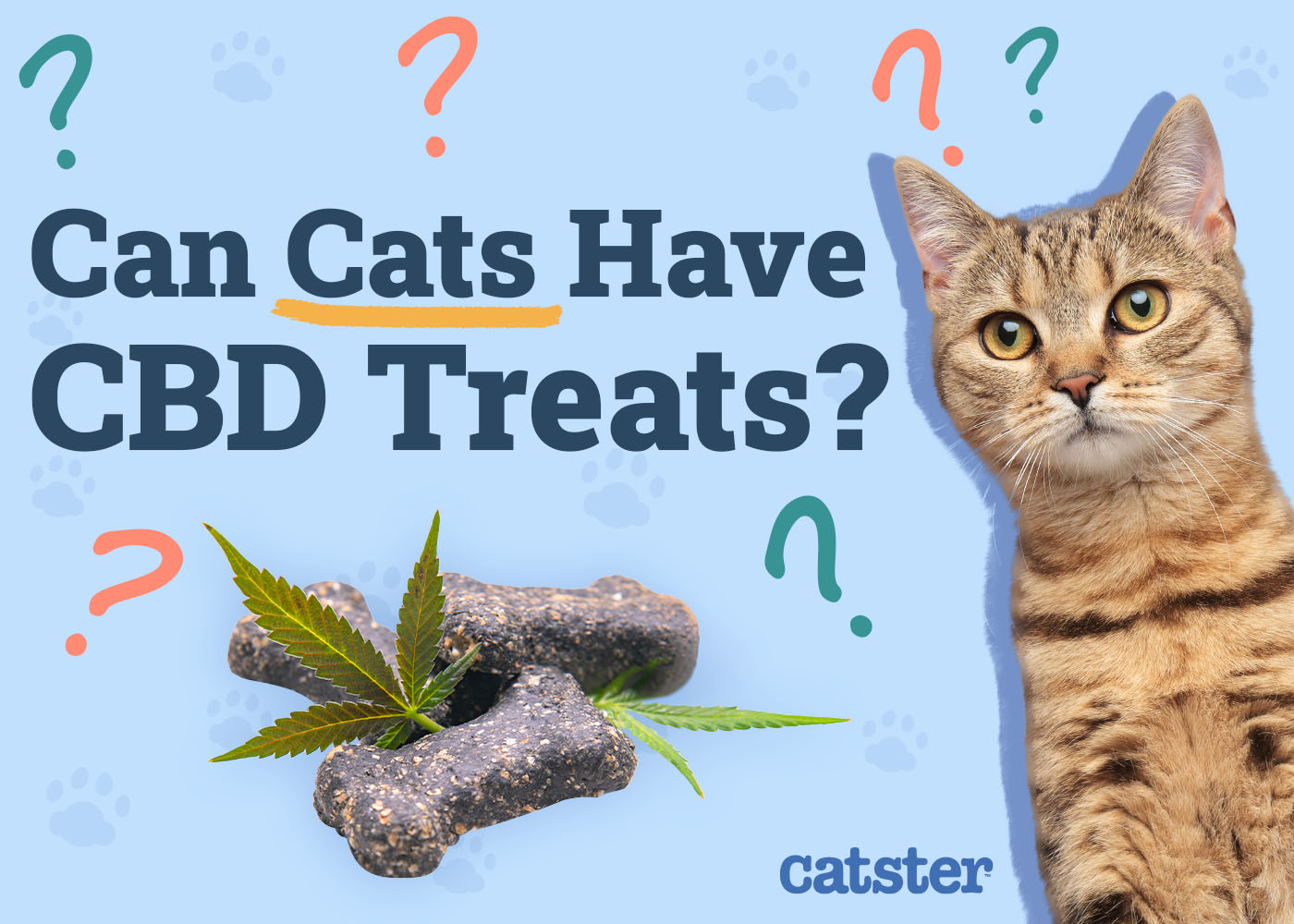 Can Cats Have CBD Treats? Vet-Verified Safety & Benefits Explained