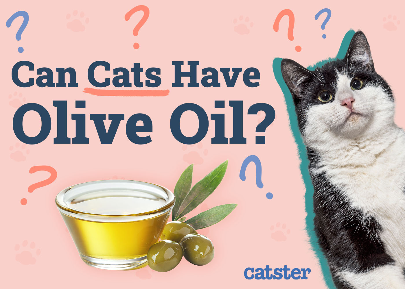 Can Cats Have Olive Oil? Vet-Approved Nutritional Facts & FAQ