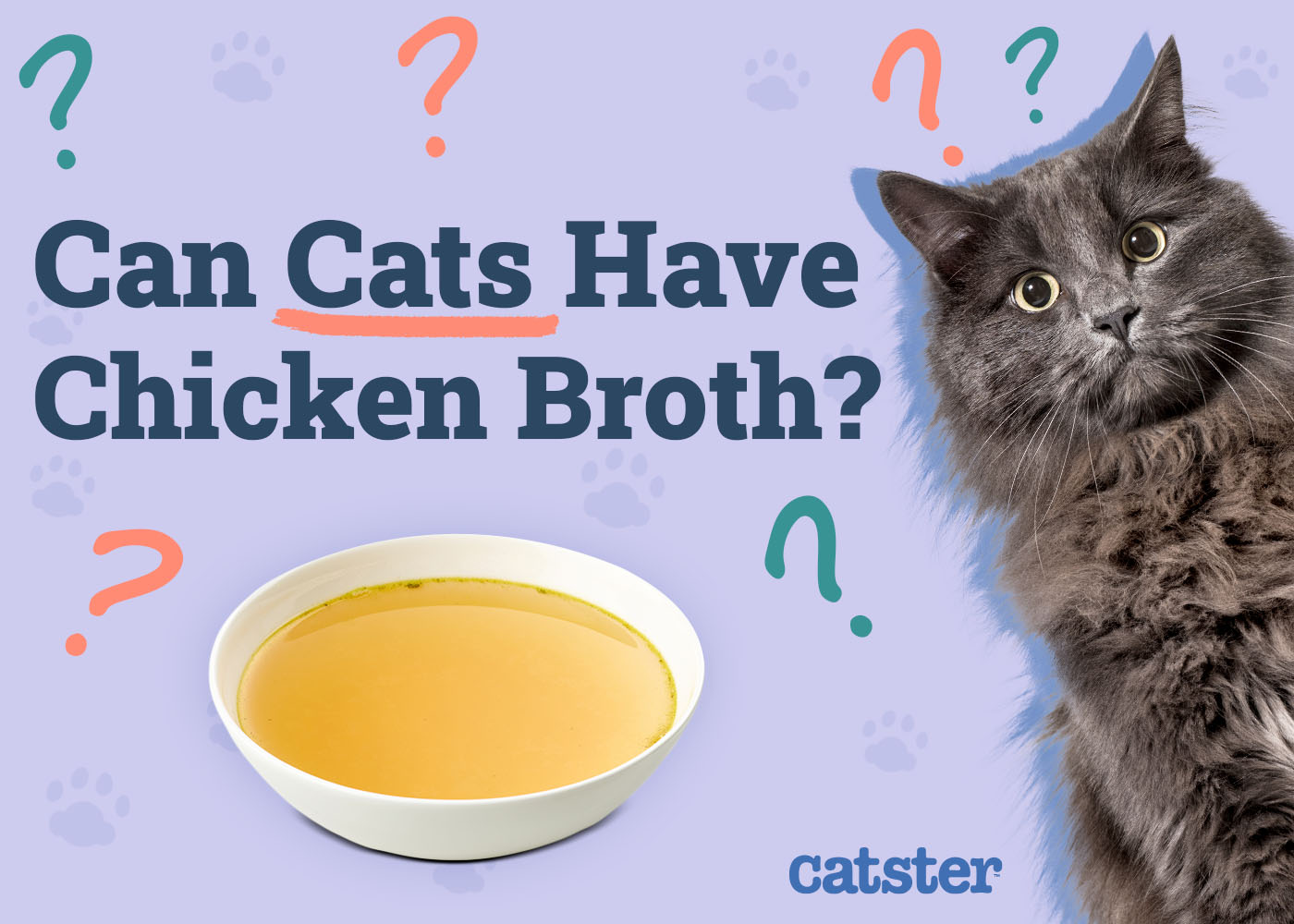 Can Cats Have Chicken Broth? Vet Reviewed Facts