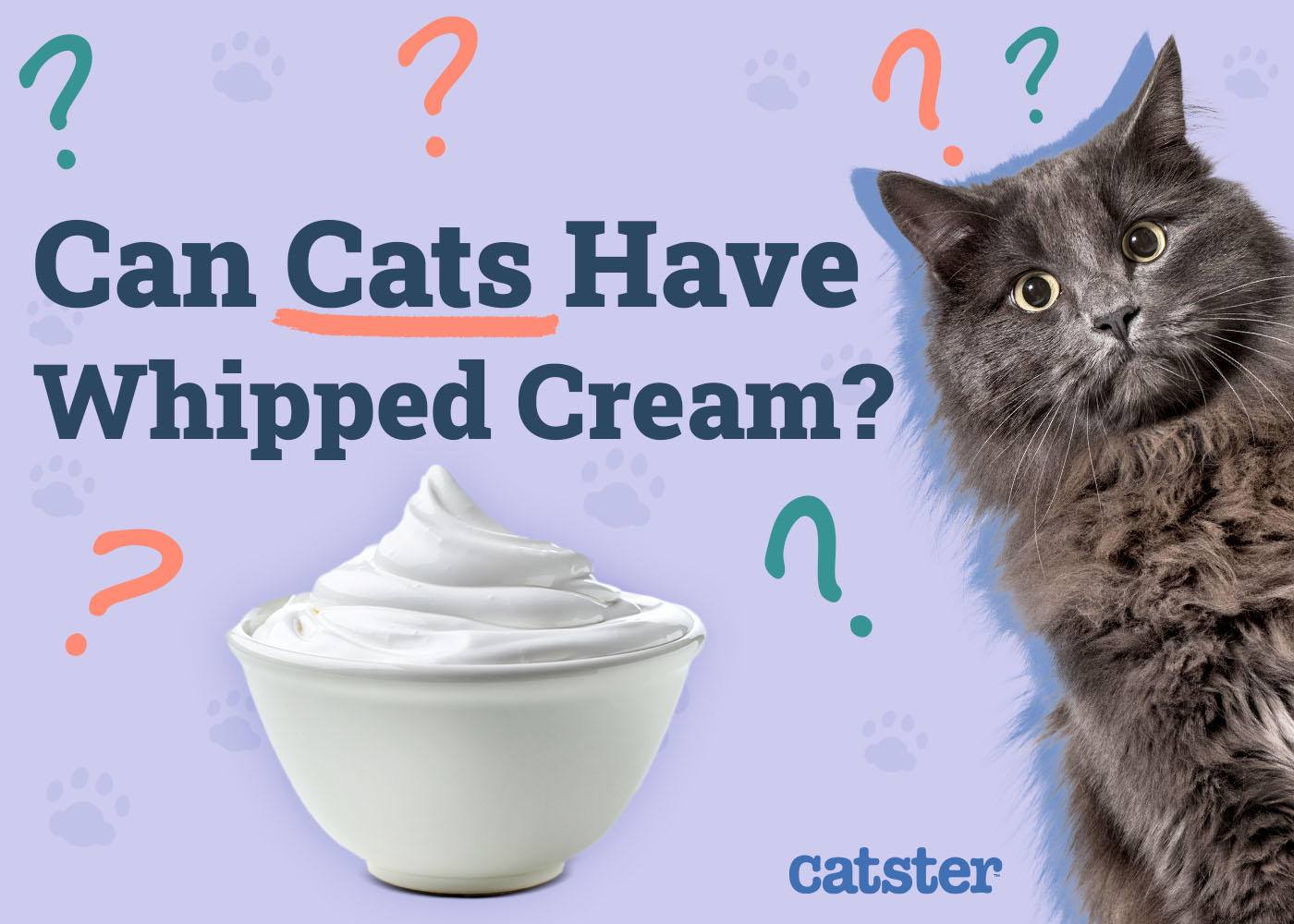 Can Cats Have Whipped Cream? Vet-Verified Facts & FAQ