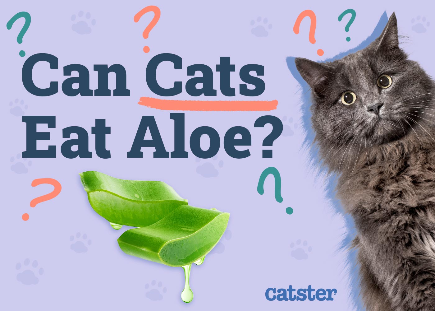 Can Cats Eat Aloe? Vet-Approved Safety Guidelines