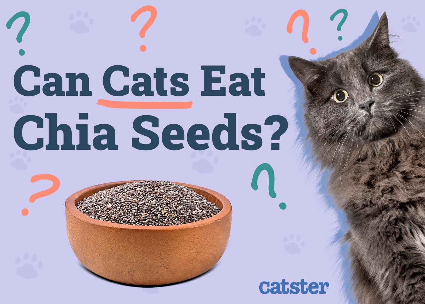 Can Cats Eat Chia Seeds? Vet-Approved Nutrition Facts & FAQ
