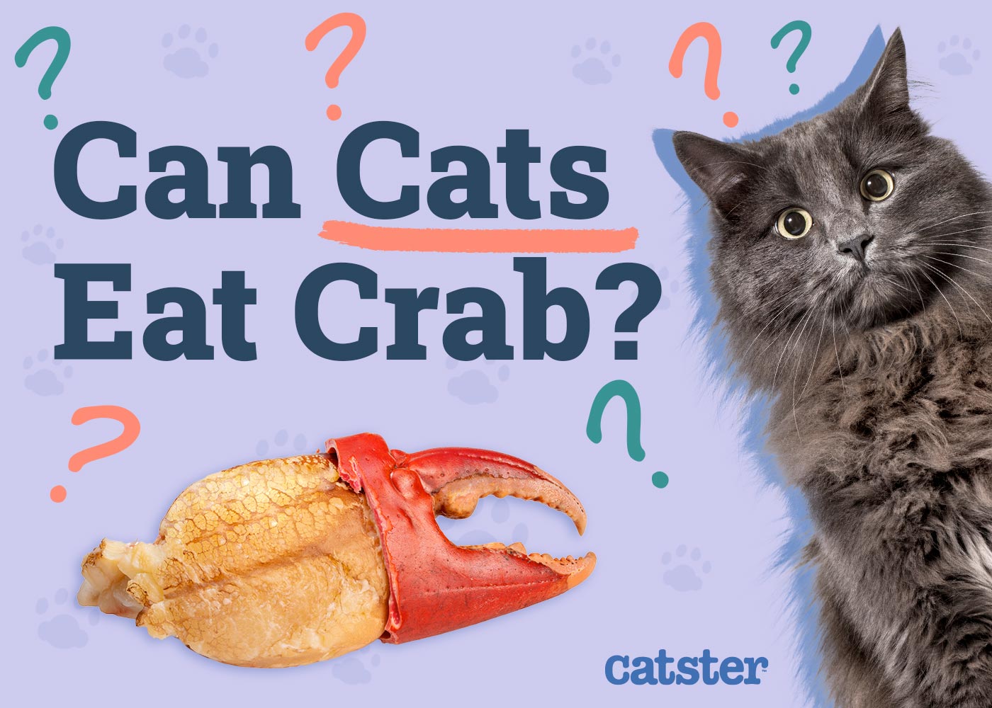 Can Cats Eat Crab? Vet-Approved Nutritional Facts & FAQ