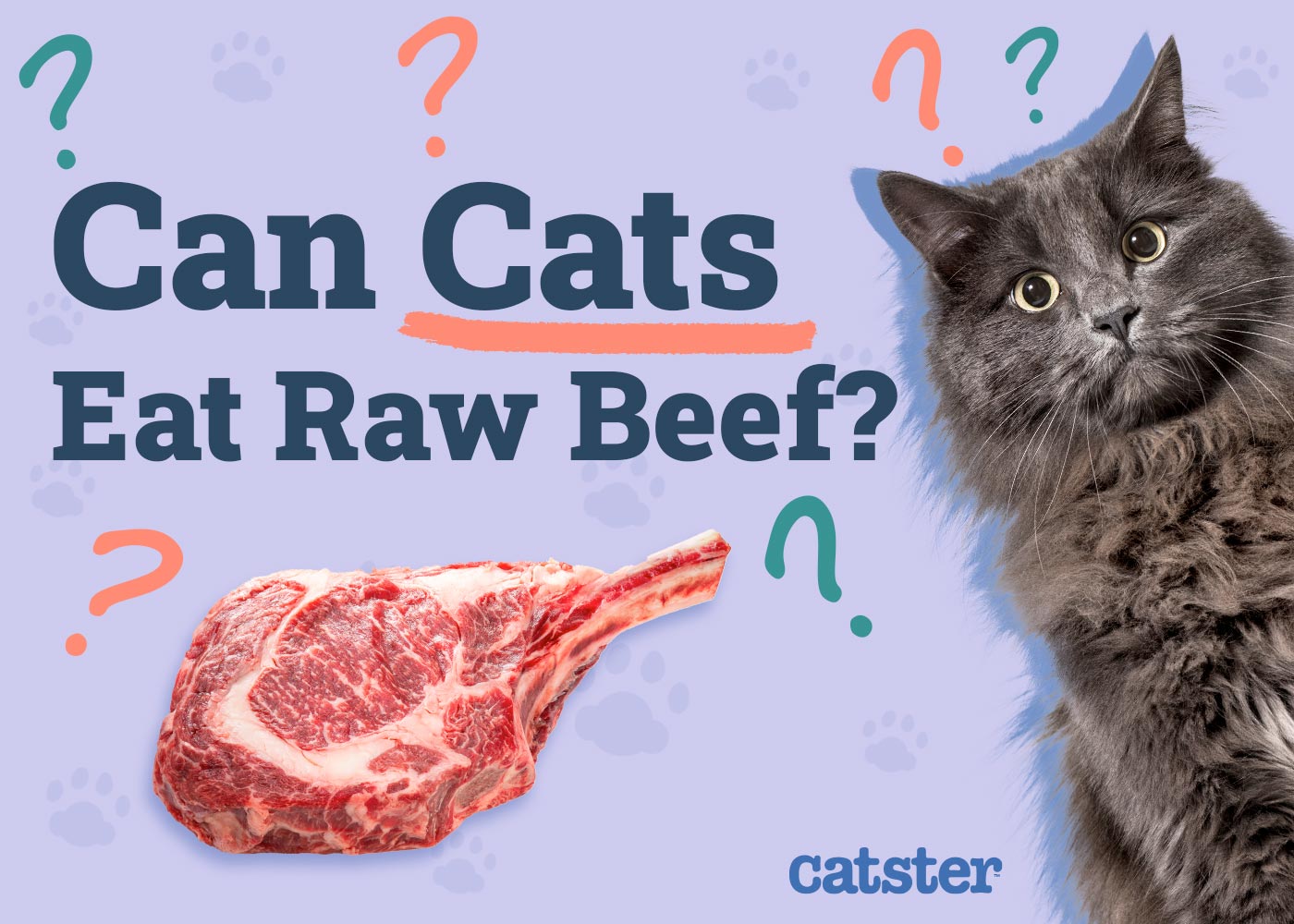 Can Cats Eat Raw Beef? Vet-Verified Nutritional Facts & FAQ