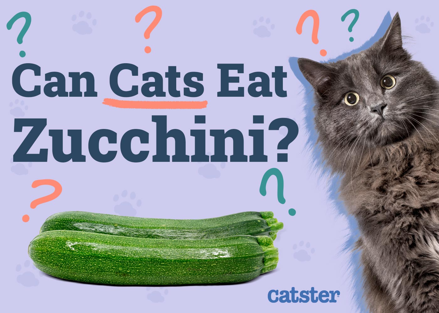Can Cats Eat Zucchini? Vet Explained Nutrition & FAQ