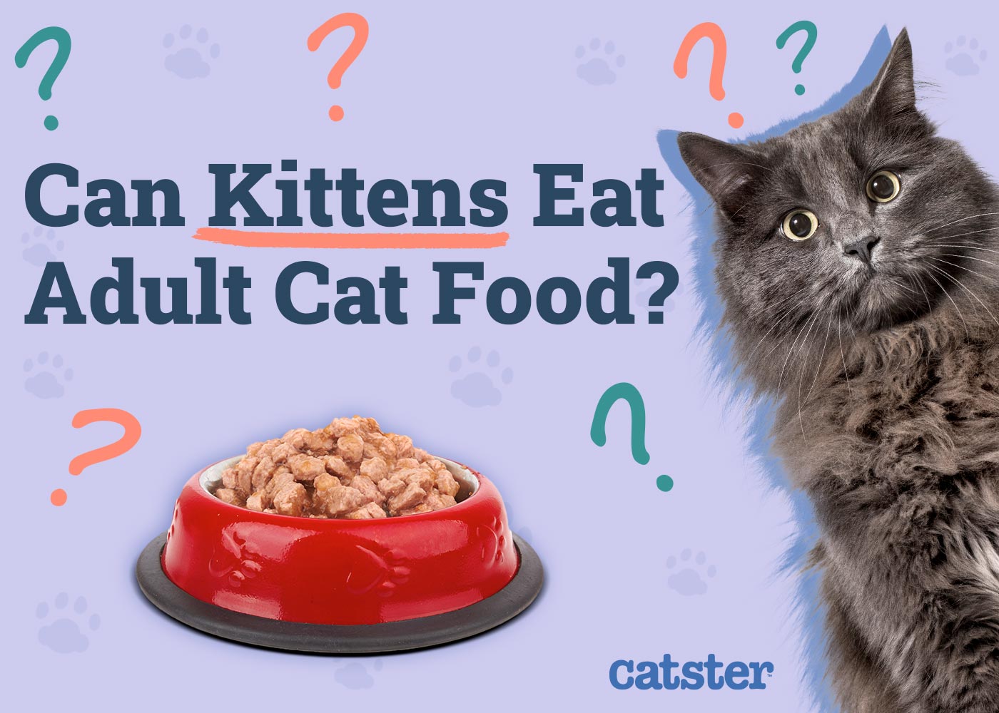 Can Kittens Eat Adult Cat Food? Vet-Approved Timeline & Transition