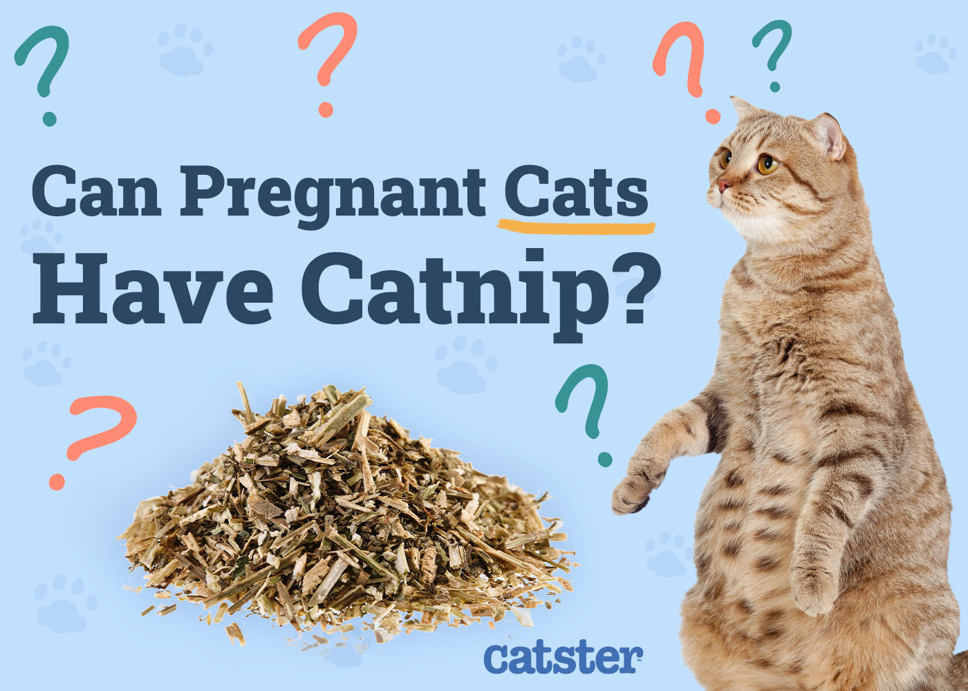 Can Pregnant Cats Have Catnip? Vet-Verified Risks & Safety Guide