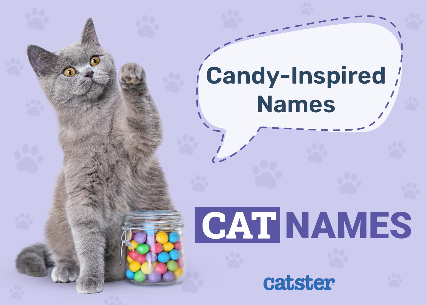 100 Candy Inspired Names For Cats: Our Favorites & More