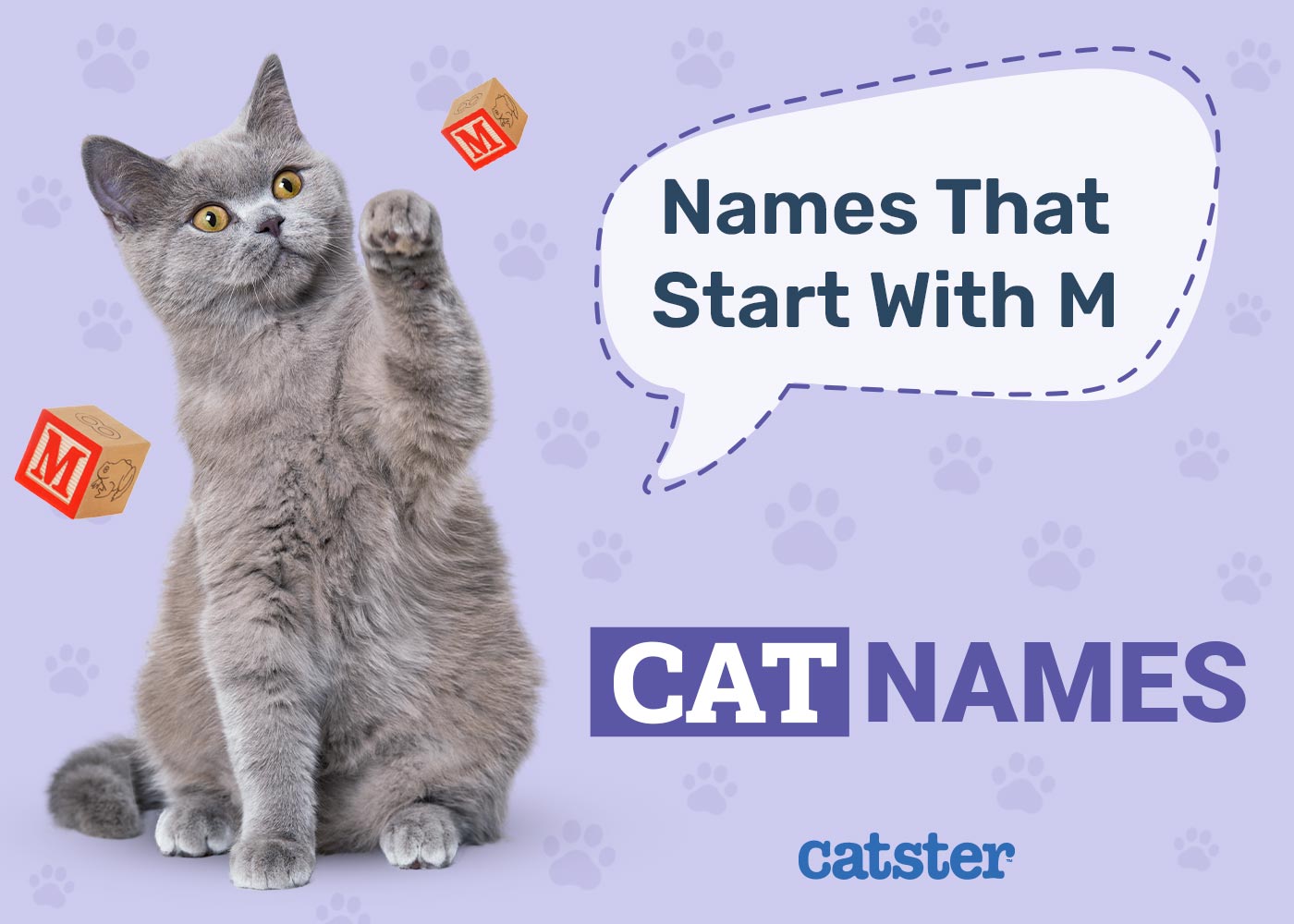 250 Cat Names That Start With M for Beautiful & Intrepid Felines