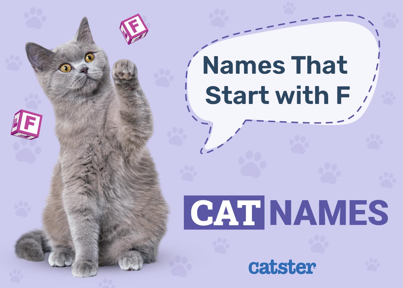 Most Popular Cat Names That Start With F for Your Furry Friend