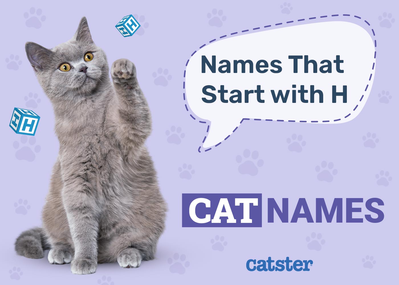 Most Popular Cat Names That Start With H for Your Happy Kitty