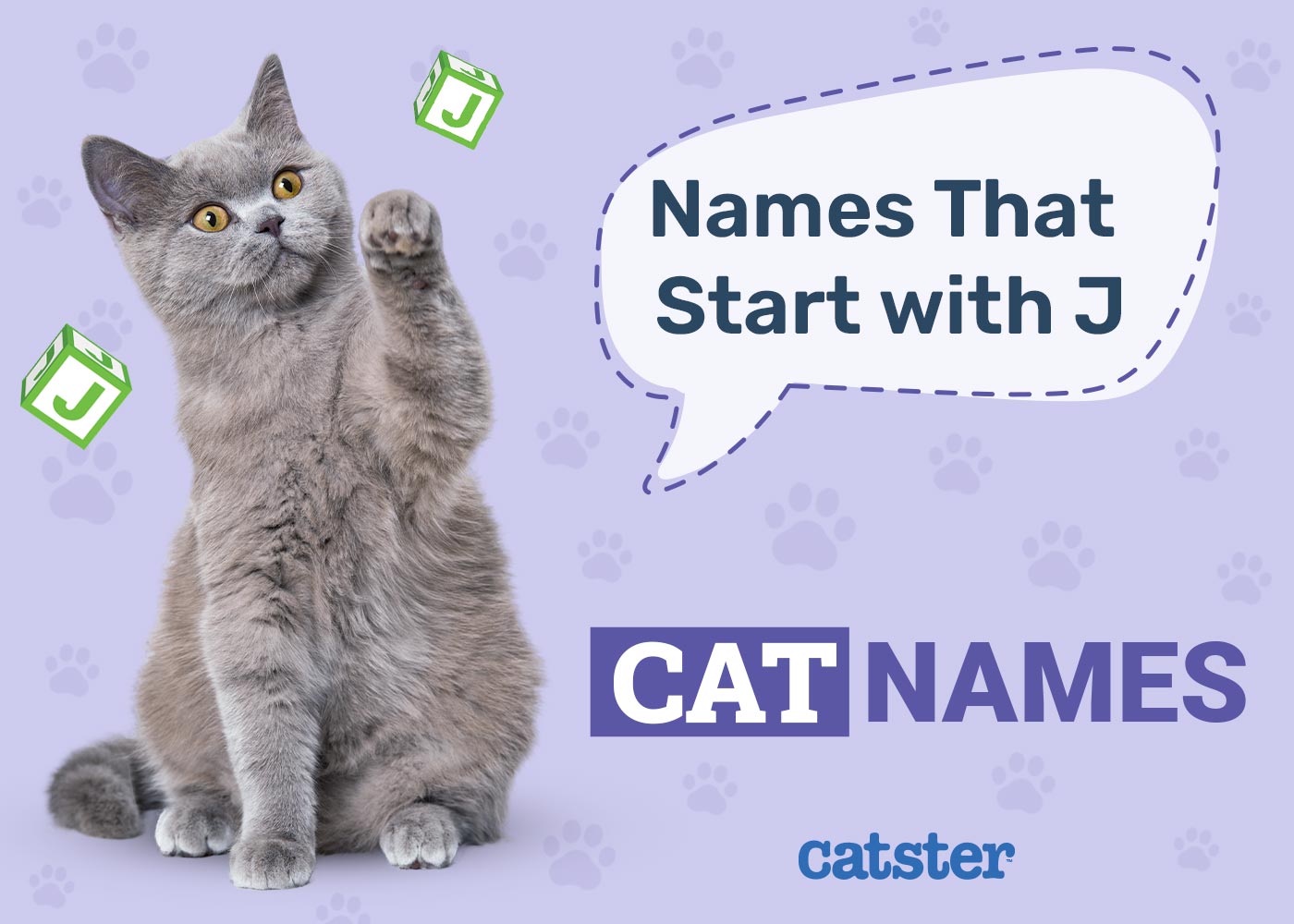 Most Popular Cat Names That Start with J: Unique & Inspiring Ideas