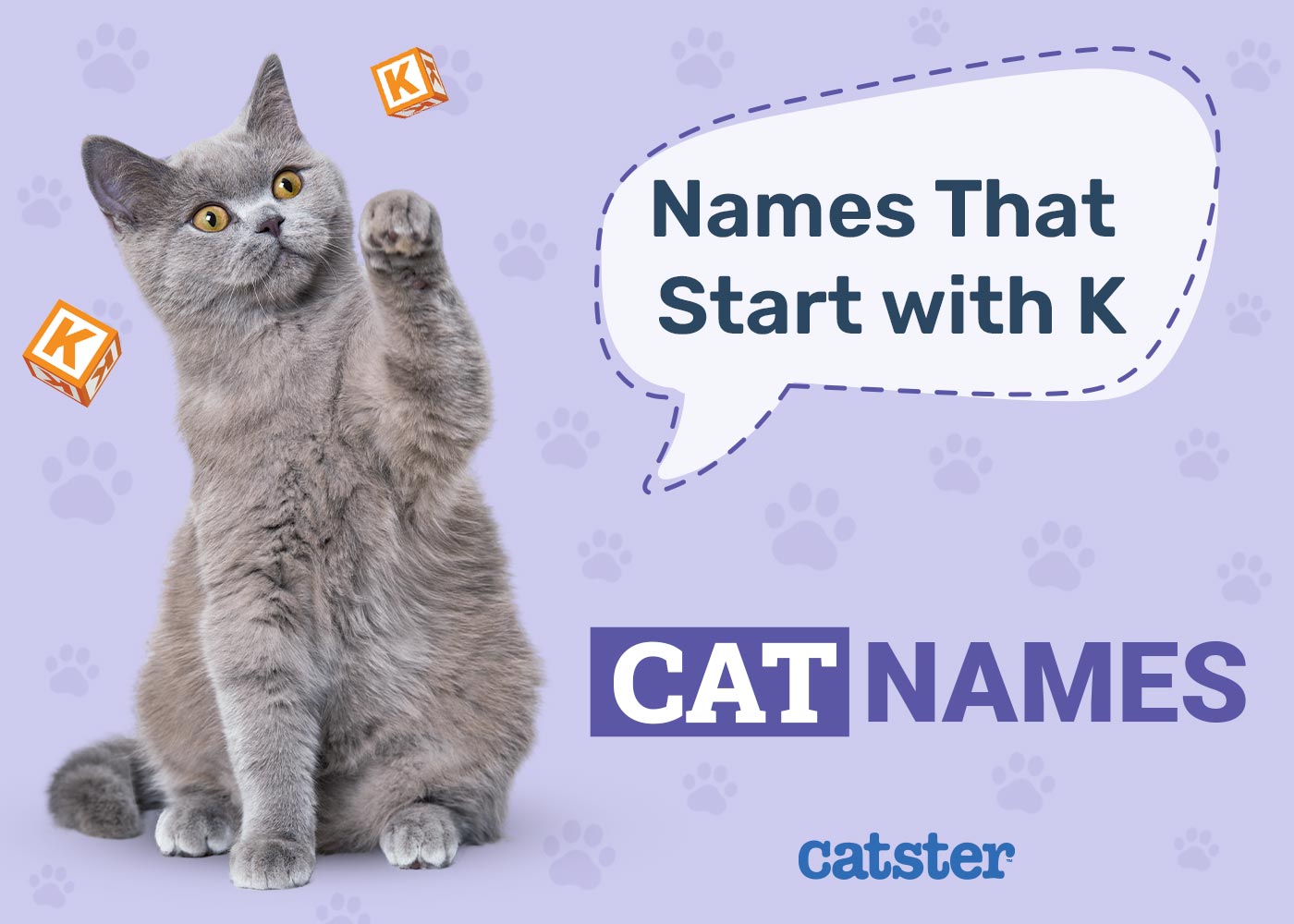 250 Cat Names That Start With K: Chic & Creative Options