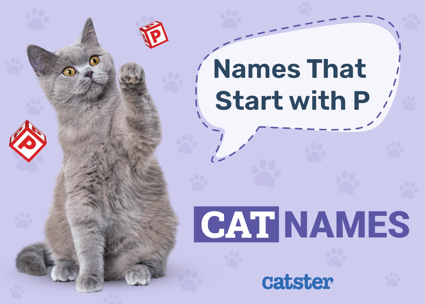 80 Cat Names That Start With P for Your Amazing Pet