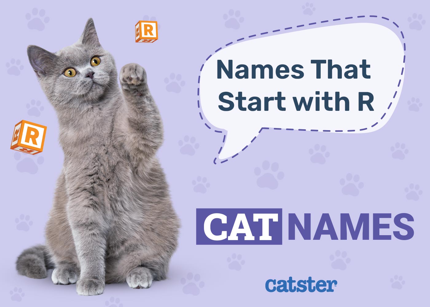 Most Popular Cat Names That Start With R: Popular Male & Female Ideas