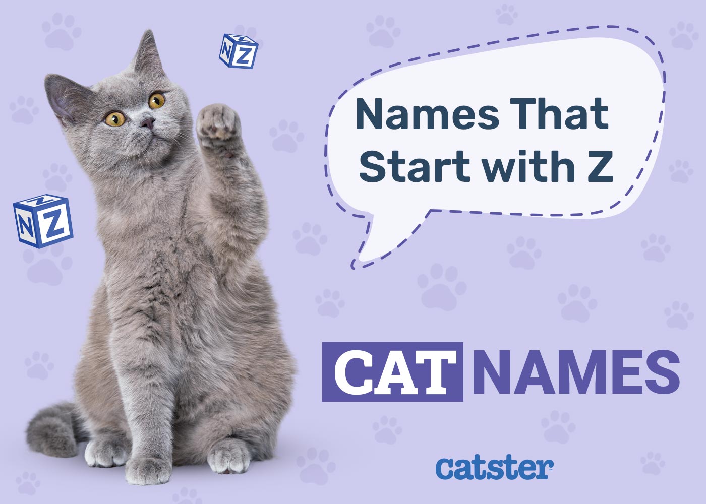Most Popular Cat Names That Start with Z: Popular Male & Female Ideas
