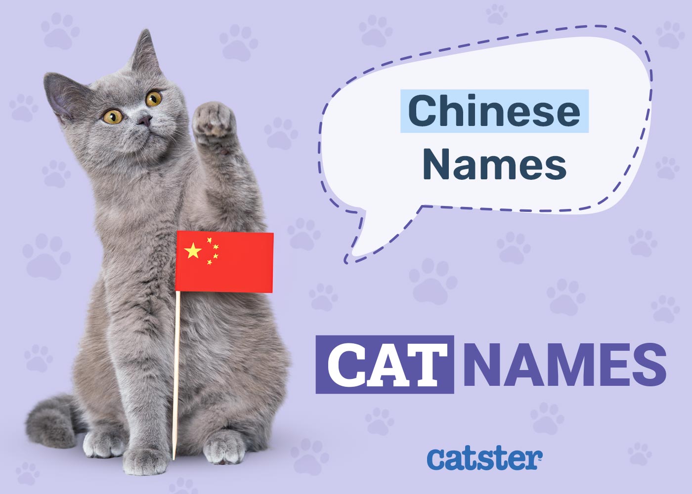 120+ Chinese Cat Names: Ideas for Interesting & Intriguing Cats
