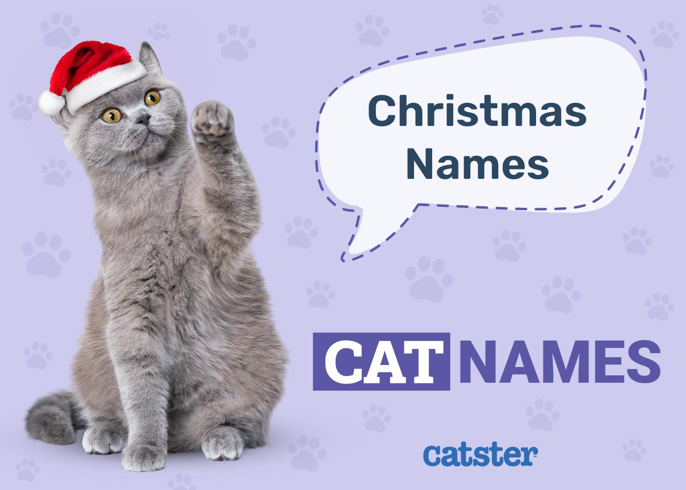 200 Festive & Fun Christmas Names for Cats
