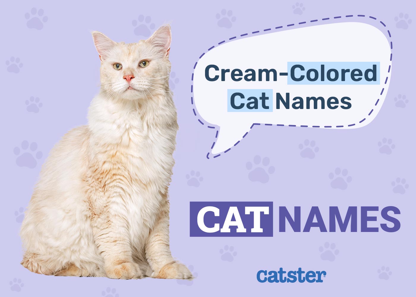 600 Names for Cream Colored Cats: The Ultimate List for Your Pet