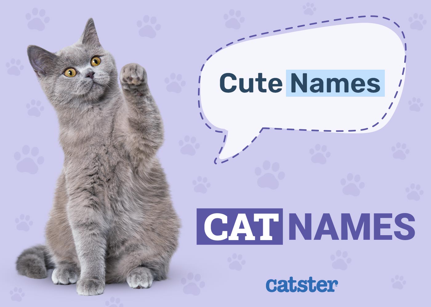 100+ Cute Cat Names: Adorable Ideas for Cats of All Kinds