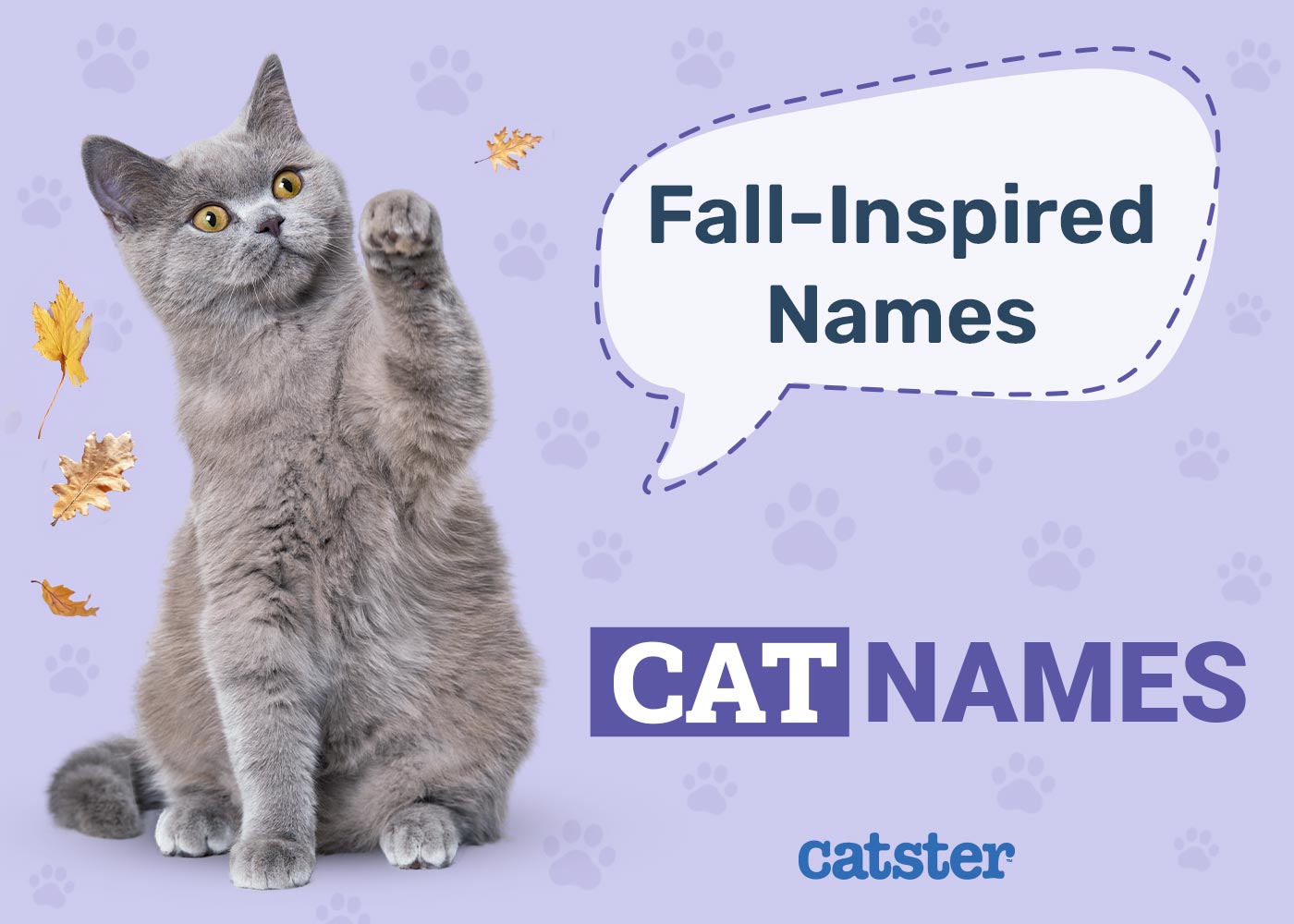 130 Fall-Inspired Cat Names: Ideas for Your Autumn Kitty