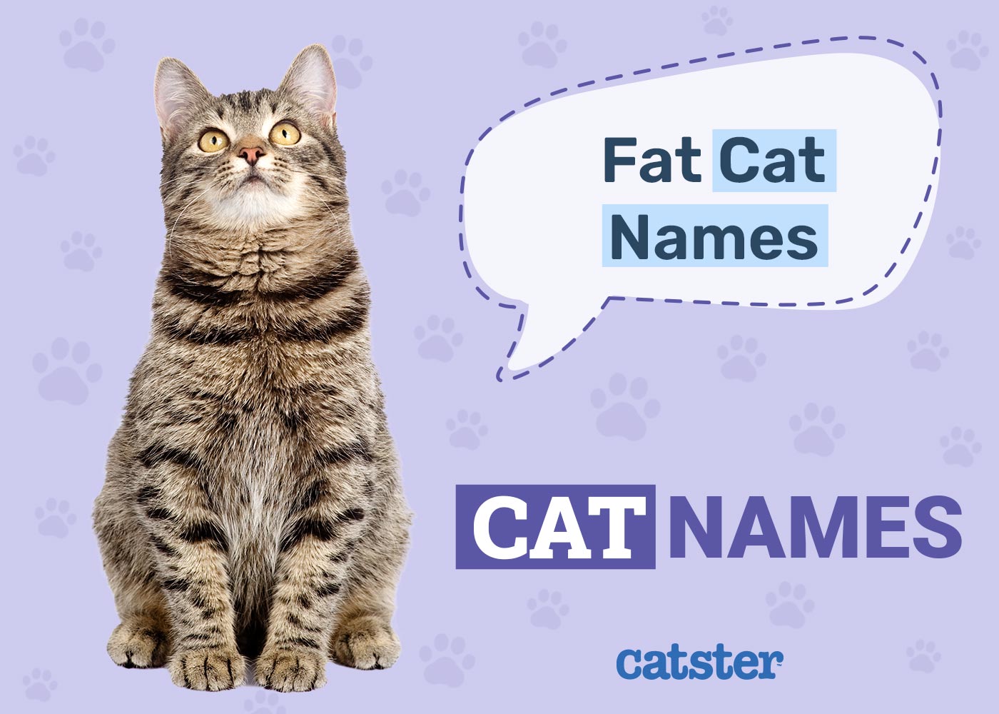 205 Fat Cat Names: Great Ideas for Your Giant Cat