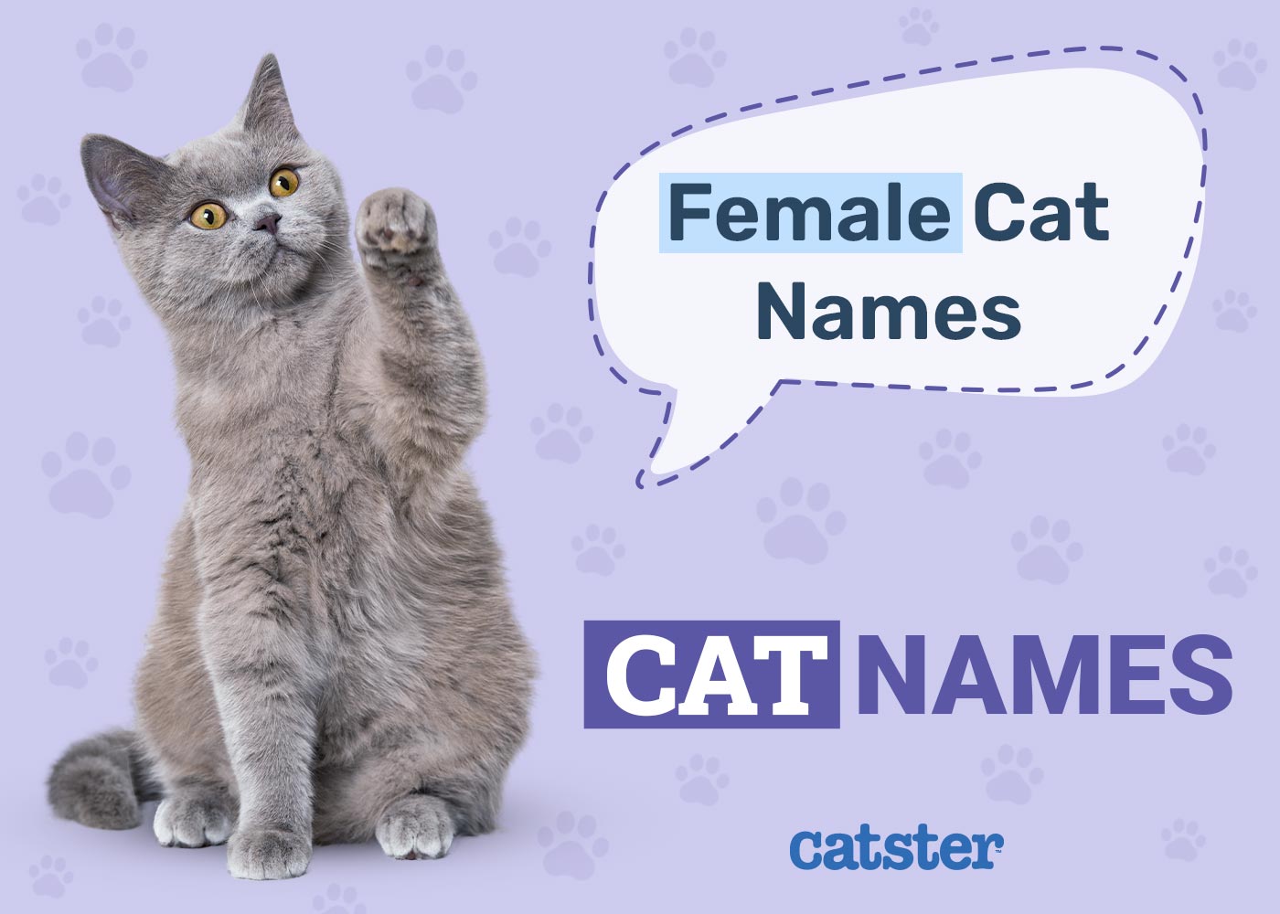 100+ Female Cat Names: The Best Names for Girl Cats