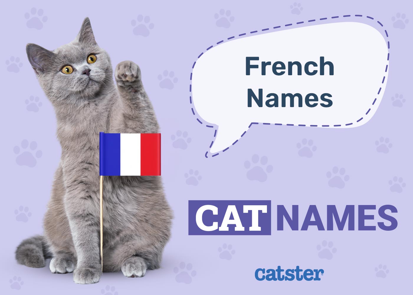 125 French Cat Names: Great Ideas for Your Stylish Cat