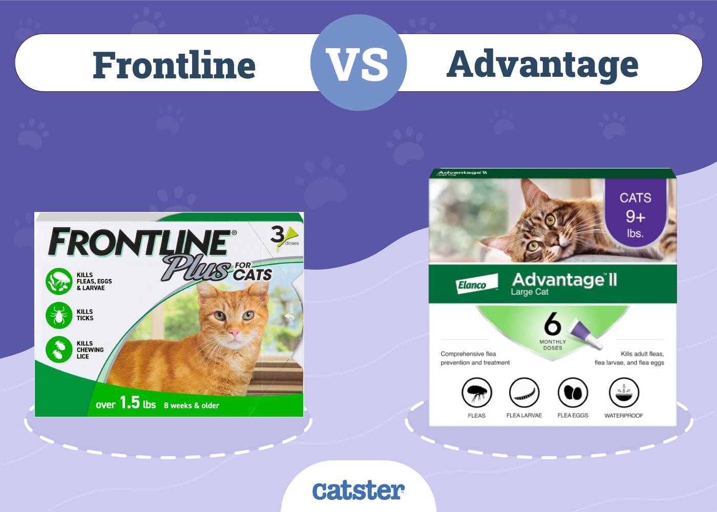 Frontline vs. Advantage for Use in Cats: Our Vet Explains the Differences