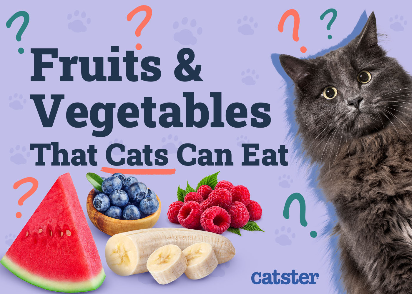 16 Fruits & Vegetables That Cats Can Eat: Vet-Reviewed Facts & Tips