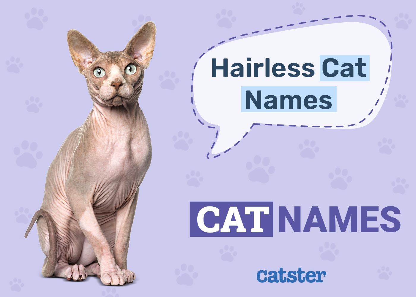500+ Hairless Cat Names: Great Ideas for Your Unusual Cat