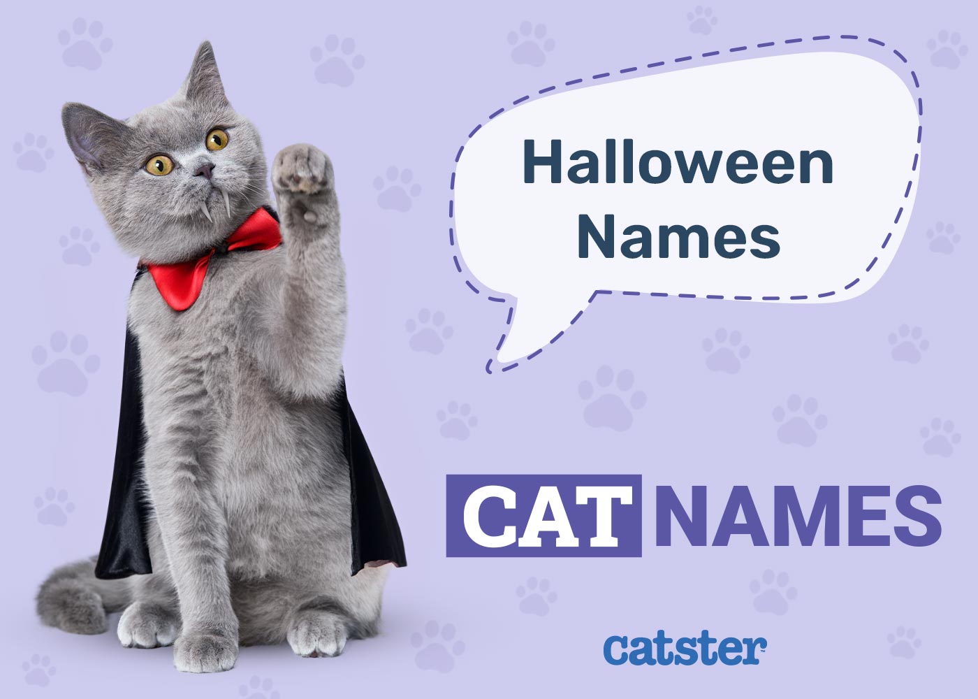 220+ Halloween Cat Names: Ideas for Enchanted Kitty