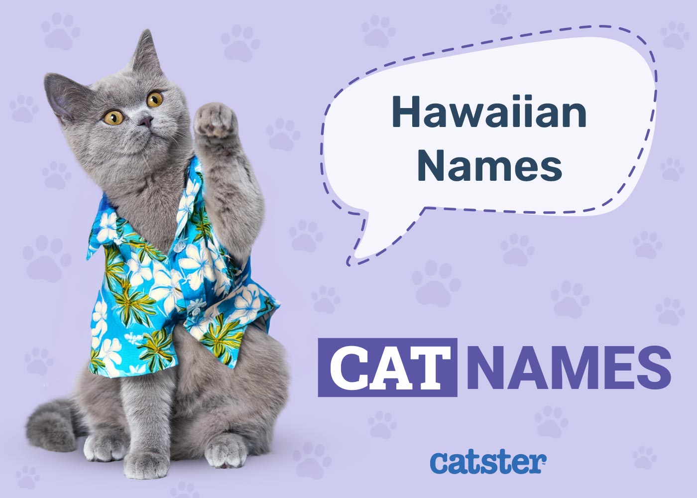 100+ Hawaiian Cat Names: Ideas for Laidback Kitties