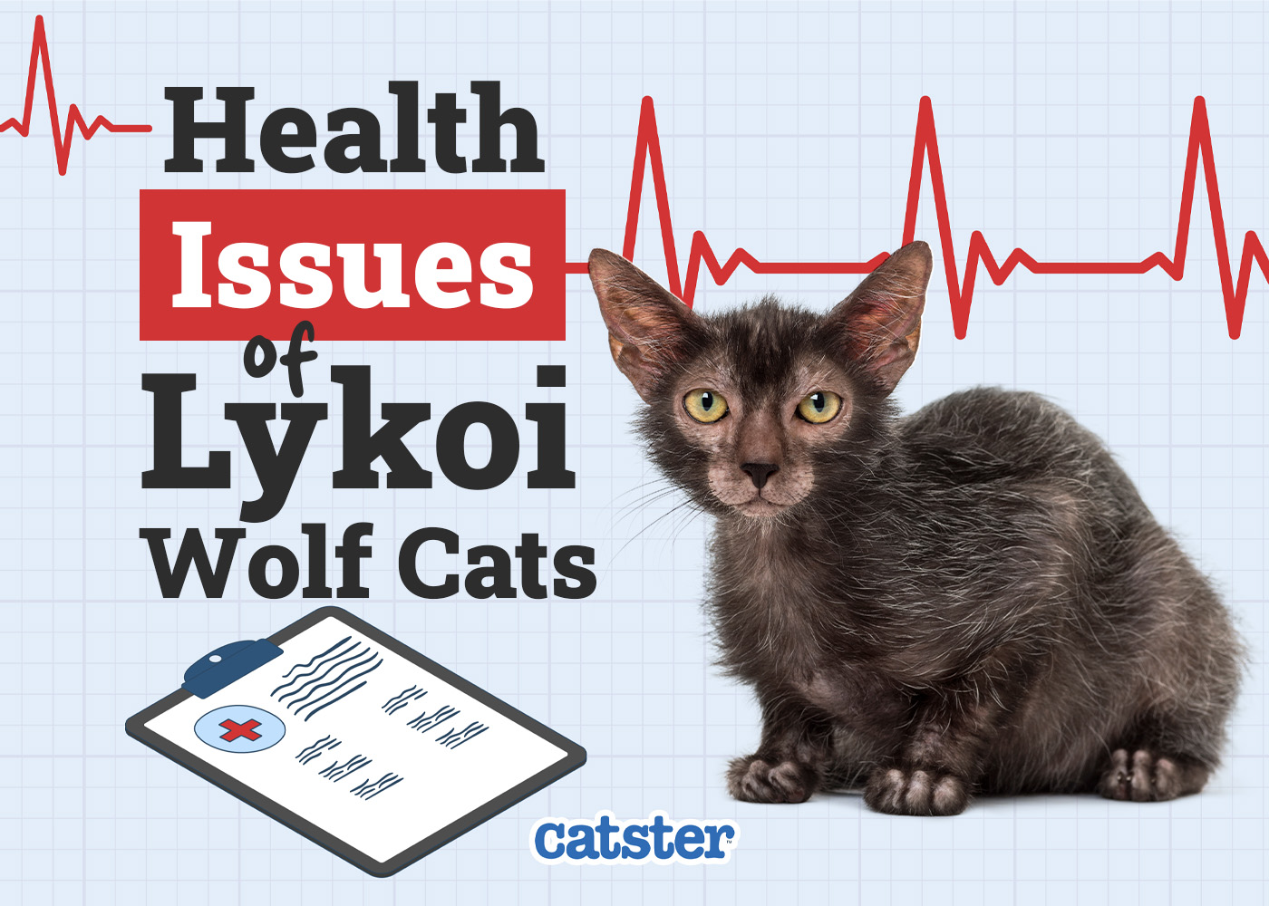 Lykoi (Wolf Cat) Health Problems: Our Vet Explains 5 Common Issues