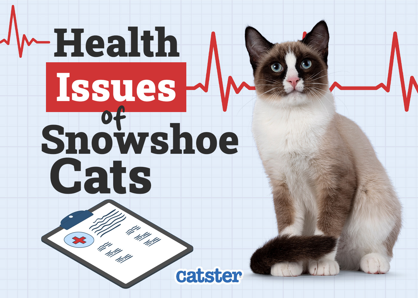 Snowshoe Cat Health Problems: 10 Vet-Reviewed Issues