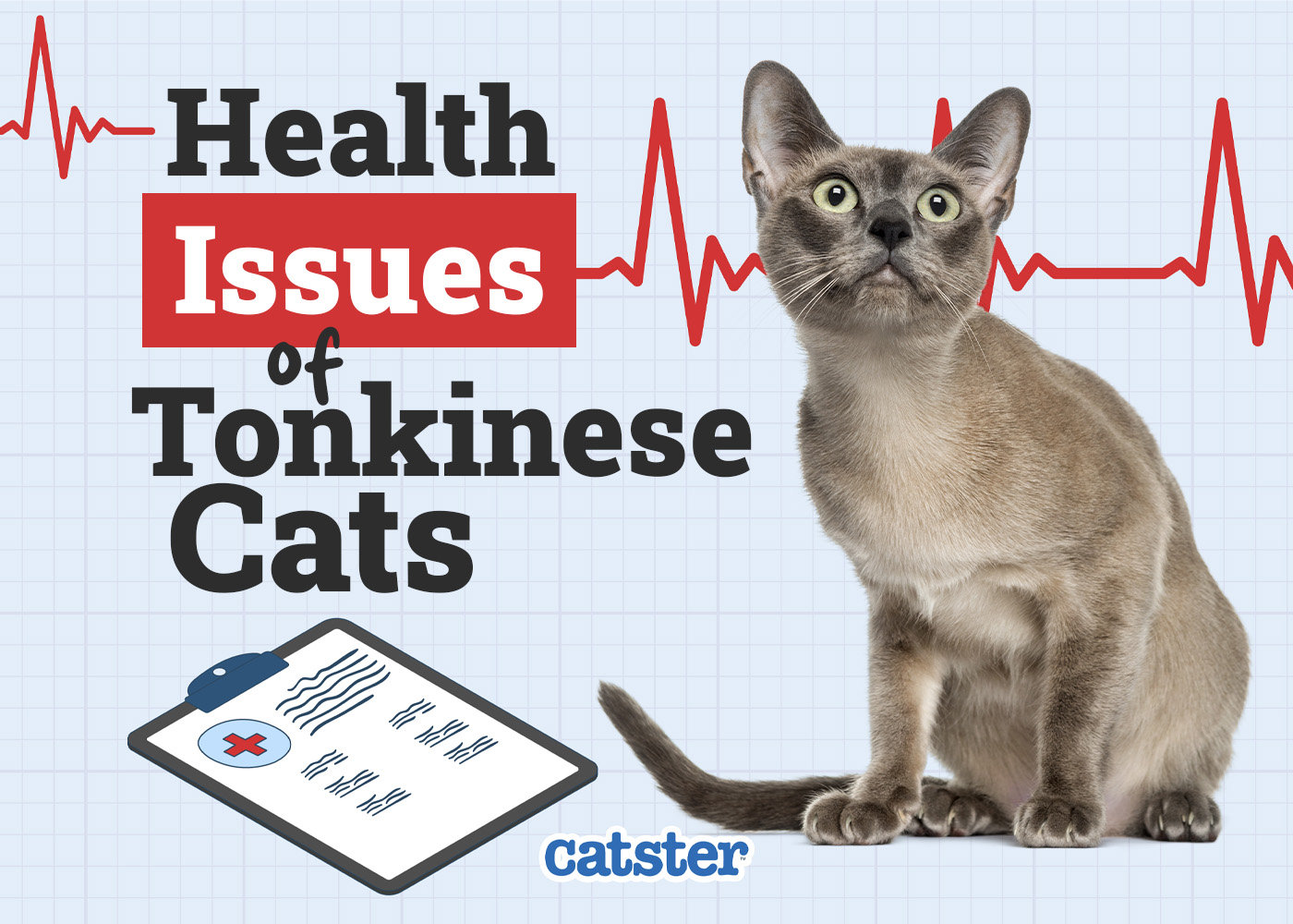 Tonkinese Cat Health Problems: 7 Vet-Reviewed Concerns