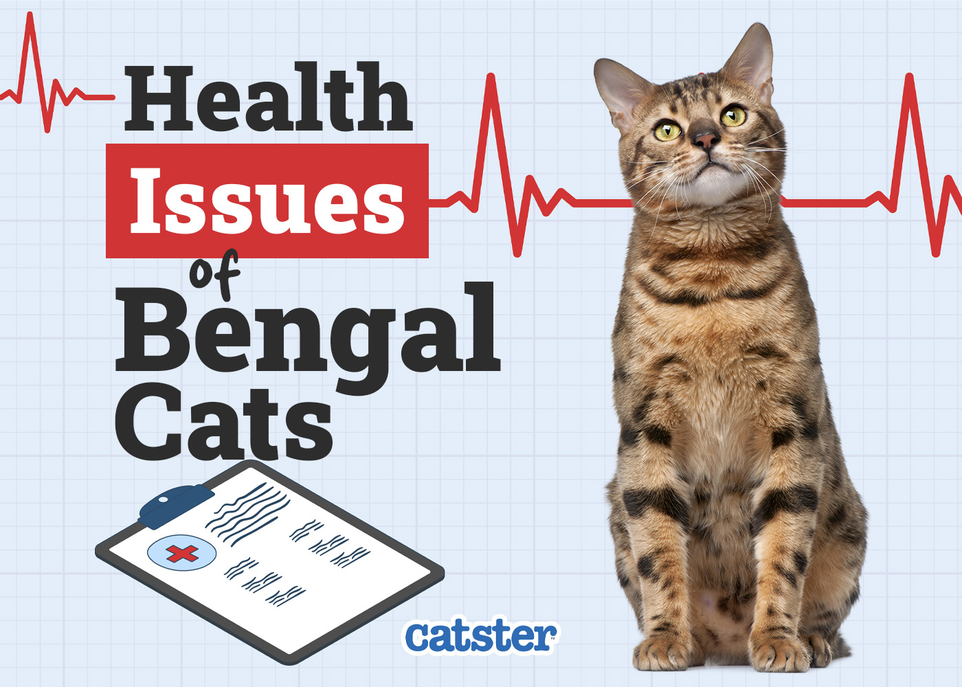 Bengal Cat Health Problems: 9 Common Issues