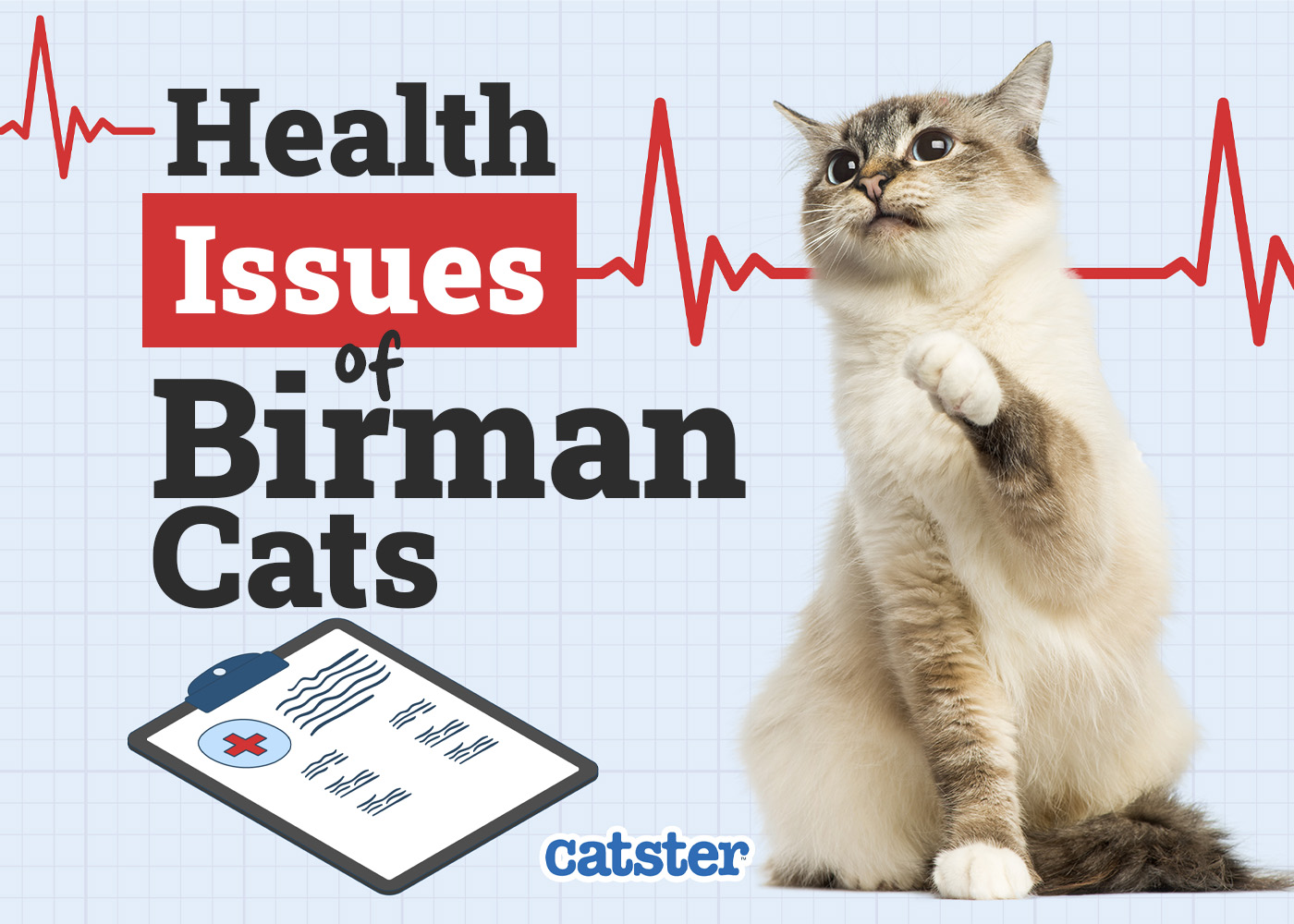 Birman Cat Health Problems: 14 Common Issues