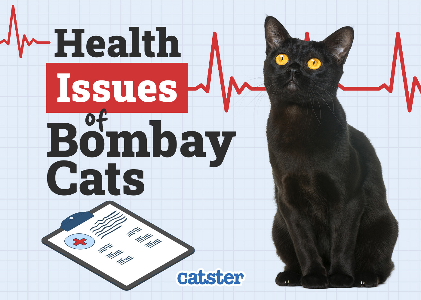 Bombay Cat Health Problems: 5 Common Issues