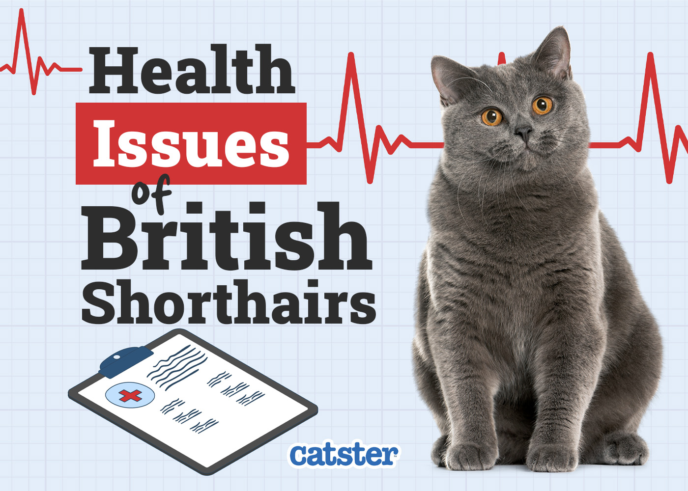 British Shorthair Cat Health Problems: 7 Vet-Reviewed Health Issues